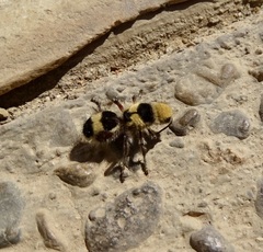 Dasymutilla monstrosa