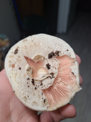 Agaricineae