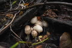 Agaricineae