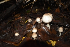 Agaricineae