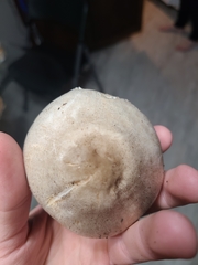 Agaricineae