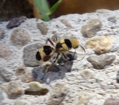 Dasymutilla monstrosa