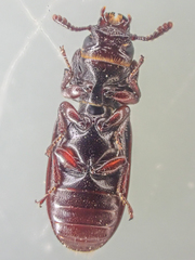 Tenebroides crassicornis