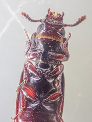 Tenebroides crassicornis