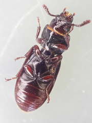 Tenebroides crassicornis