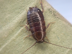 Parcoblatta americana