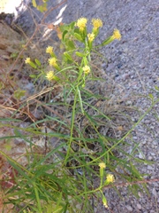 Porophyllum pausodynum