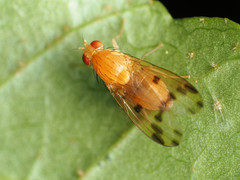 Homoneura fuscibasis