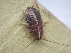 Parcoblatta americana