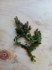 Caulerpa geminata