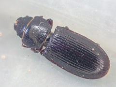 Tenebroides crassicornis