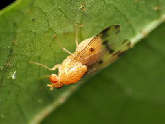 Homoneura fuscibasis