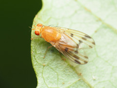 Homoneura fuscibasis