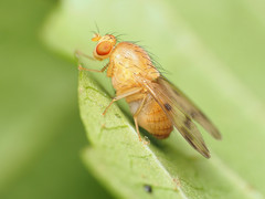 Homoneura fuscibasis