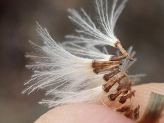 Stephanomeria cichoriacea