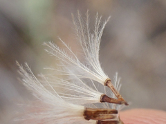 Stephanomeria cichoriacea