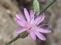 Stephanomeria cichoriacea