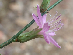 Stephanomeria cichoriacea