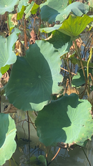 Nelumbo nucifera