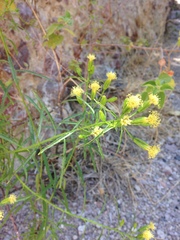 Porophyllum pausodynum