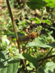 Megacampsomeris prismatica