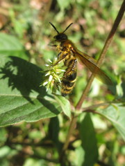 Megacampsomeris prismatica