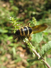 Megacampsomeris prismatica