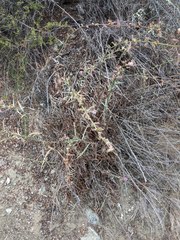 Stephanomeria cichoriacea