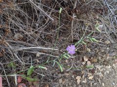 Stephanomeria cichoriacea