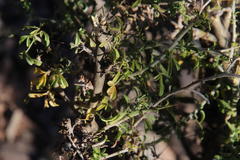 Calobota spinescens