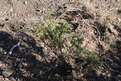 Calobota spinescens