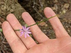 Stephanomeria cichoriacea