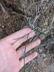 Stephanomeria cichoriacea