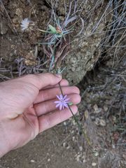 Stephanomeria cichoriacea