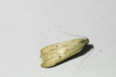 Dichomeris limosellus