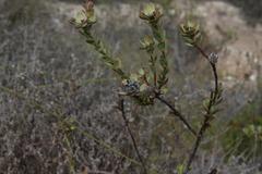 Leucadendron coriaceum