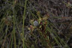 Leucadendron coriaceum