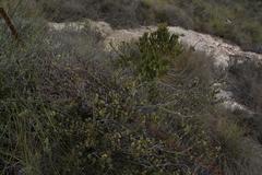 Leucadendron coriaceum