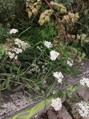Achillea millefolium