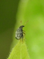 Meibomeus musculus