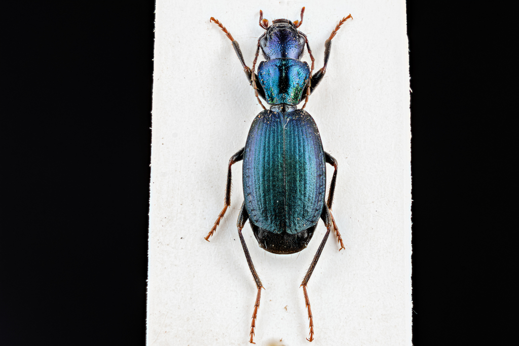 Cyanotarus