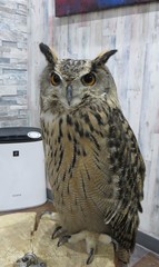 Bubo
