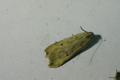 Dichomeris limosellus