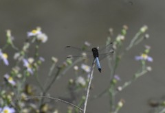 Erythrodiplax basifusca