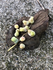 Pachypsylla celtidismamma