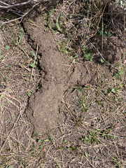 Thomomys talpoides