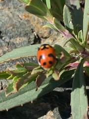 Hippodamia caseyi