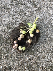 Pachypsylla celtidismamma