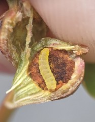 Aspen Petiole Gall Moth