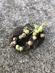 Pachypsylla celtidismamma